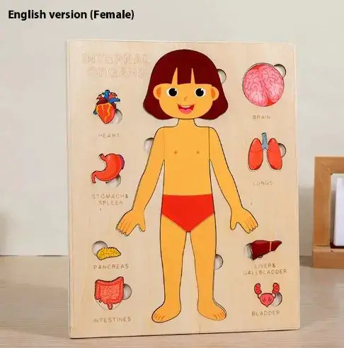 Educational anatomical model of a female body with labeled organs on a wooden board.