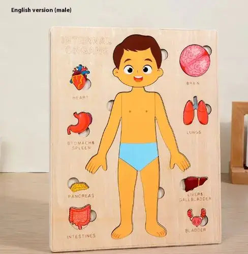 Wooden educational puzzle of a human body with labeled internal organs on a wooden stand.